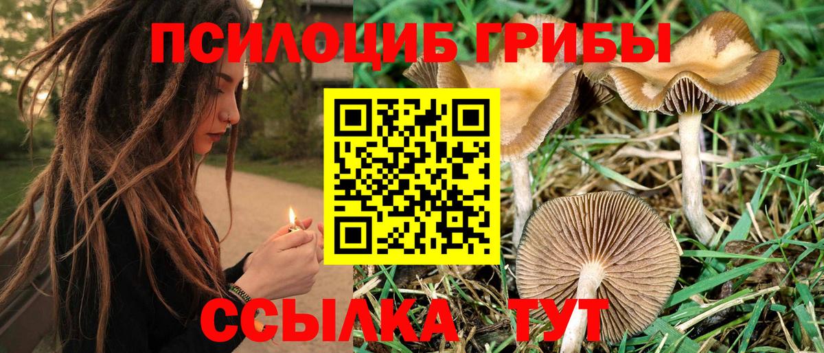 купить закладку  Вход с VPN  Псилоцибиновые грибы прущие грибы  Новошахтинск  Галлюциногенные грибы мухоморы 